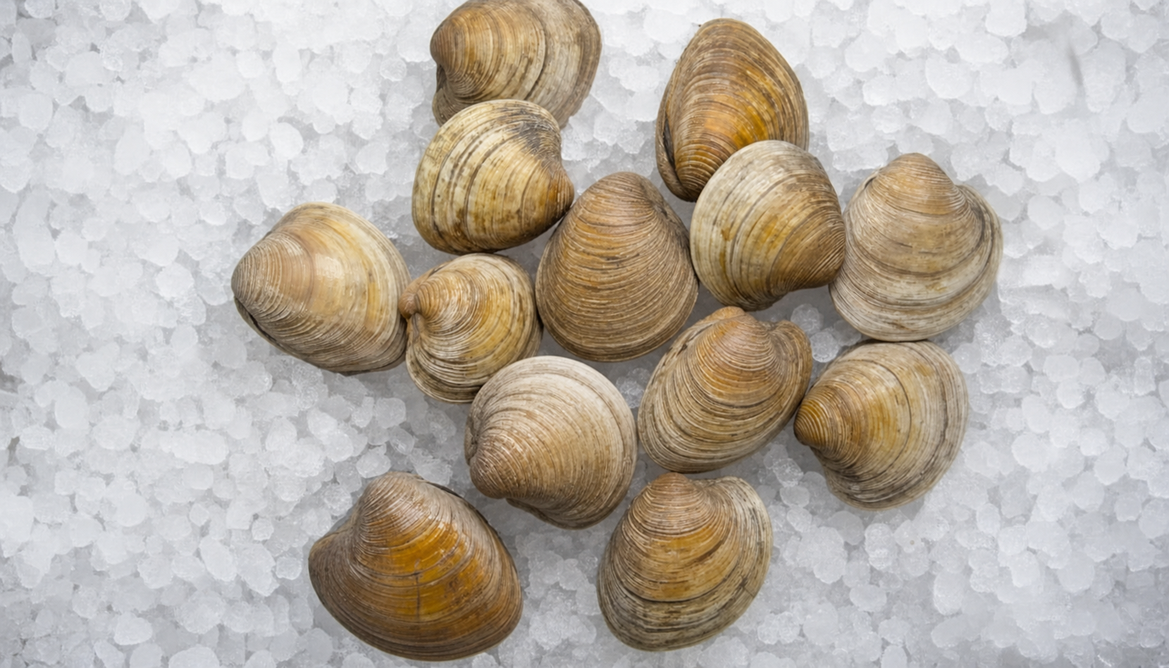 Hard Clam